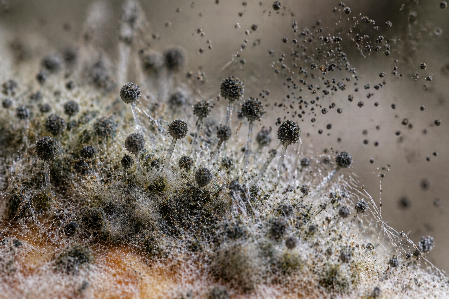 Moisissure noire sur un mur résidentiel